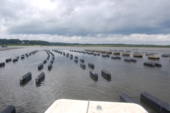 The nursery, there are 5.5 million oysters in those crates